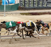 Greyhound racing today Pictures
