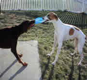 Greyhound racing today Picture